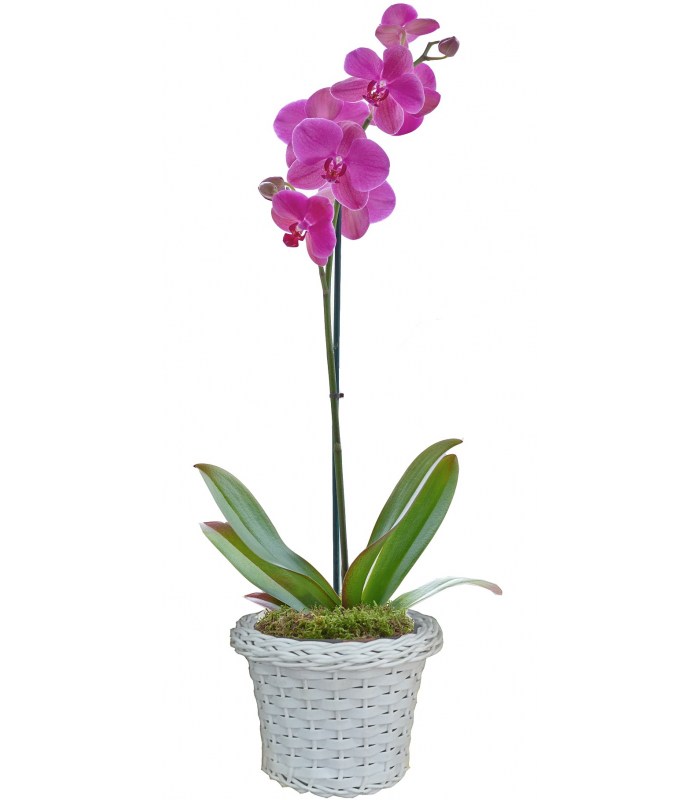 Flores em Bh - Orquídea pink | Mel Flores