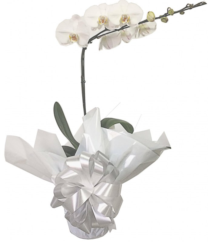 Flores em Bh - Orquídea branca | Floricultura Mel Flores