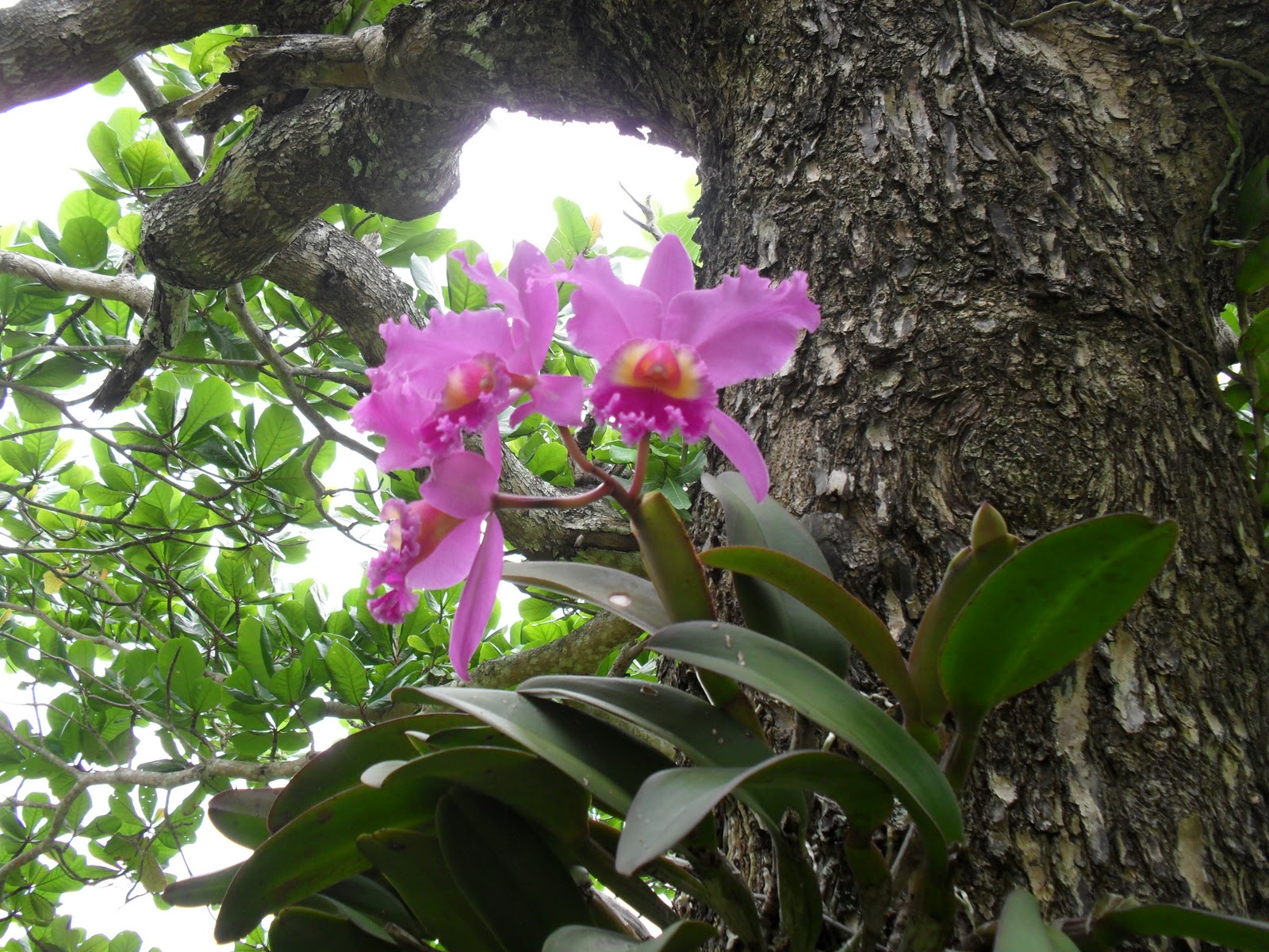 Como cuidar de orquídeas - Blog da Mel Flores