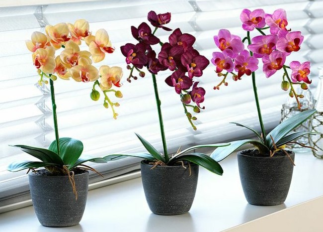Orquideas coloridas