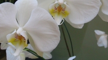 Como cuidar de orquídeas
