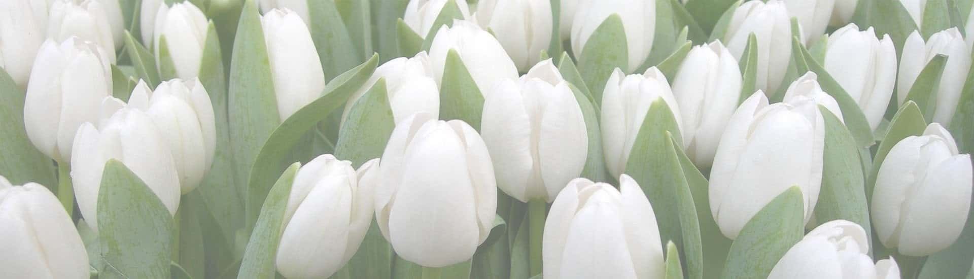 Floricultura Mel Flores - Banner tulipas