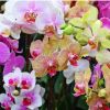 Como Escolher Orquídeas Para Presente?
