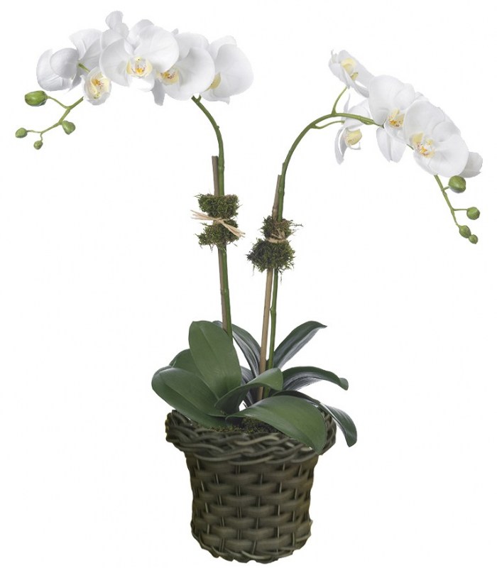 Orquídea Branca Dupla haste | Mel Flores Vitória | Floricultura