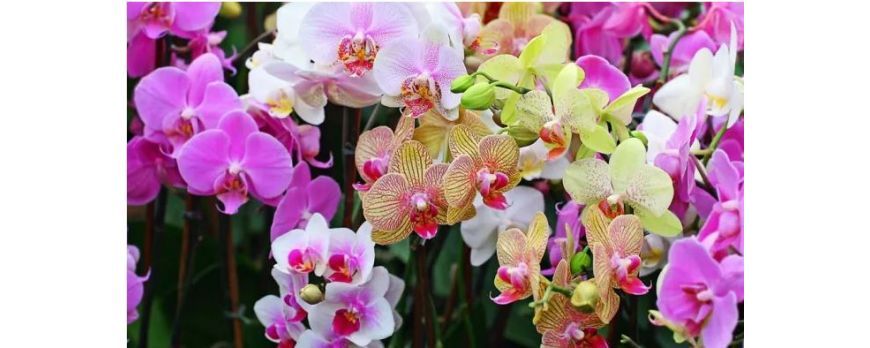 Como Escolher Orquídeas Para Presente?